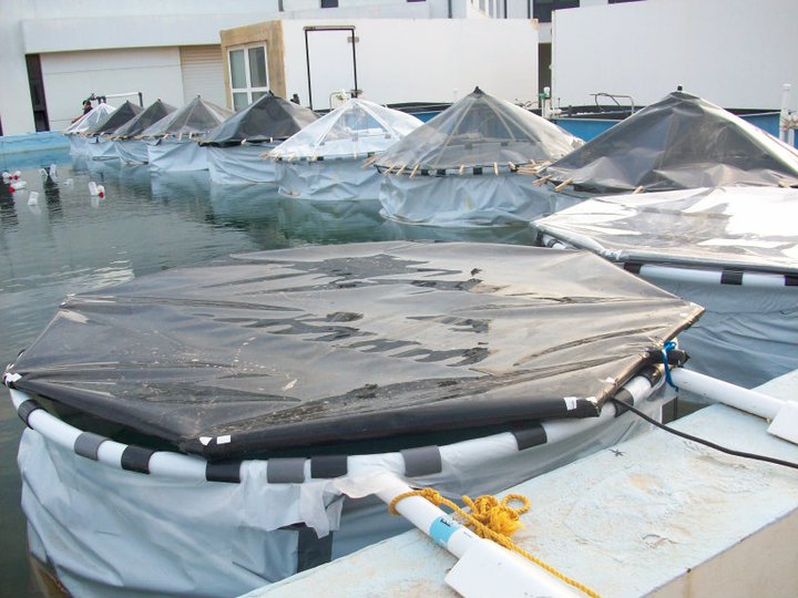 Mesocosm experiment setup