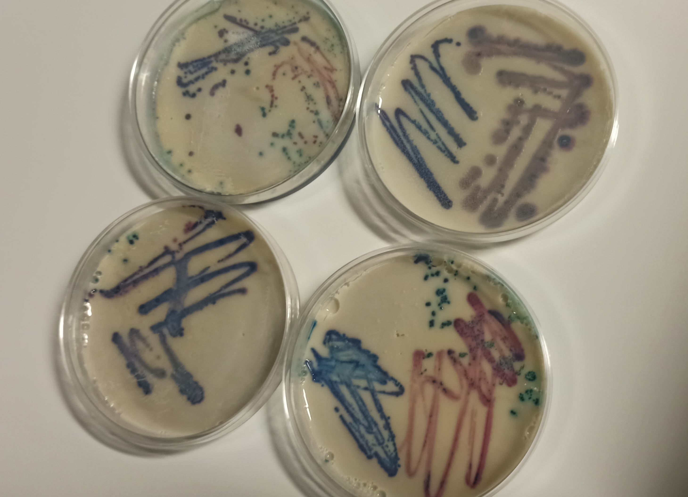 Fecal indicator bacteria cultures