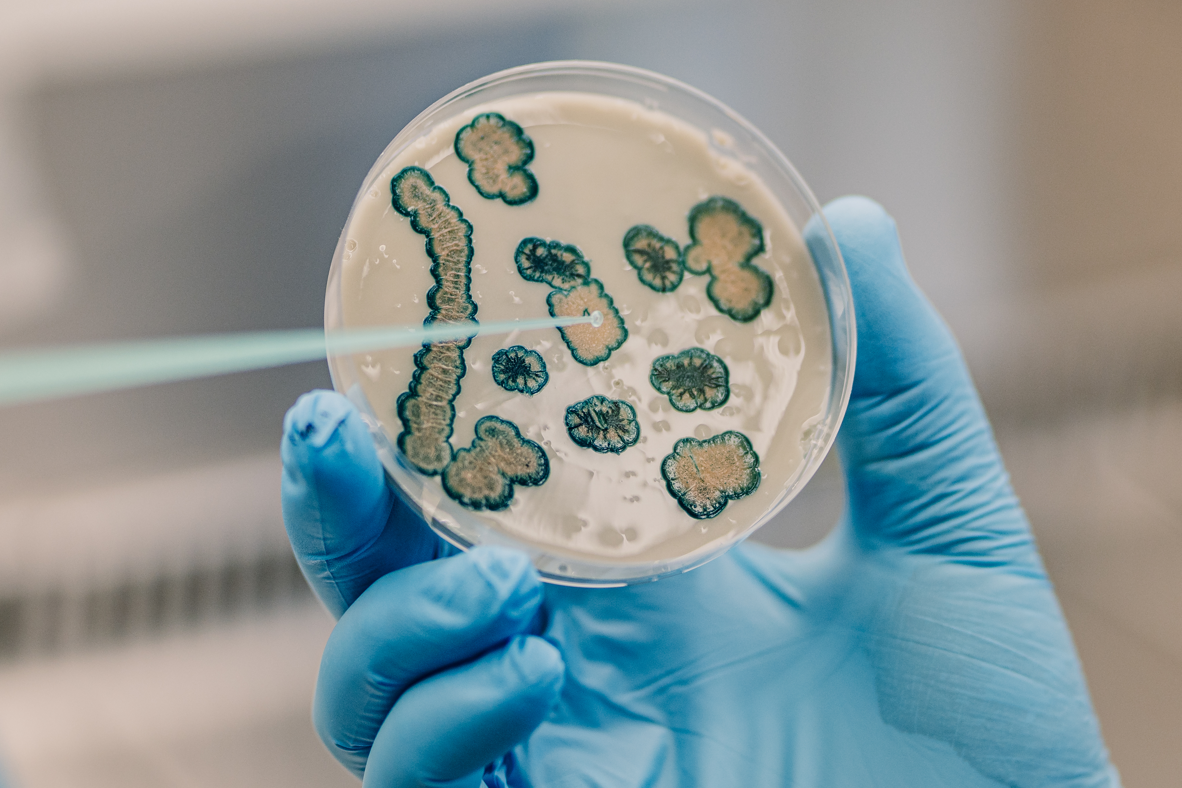 Isolation of bacteria